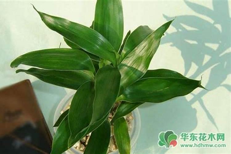 富贵竹应该施什么肥