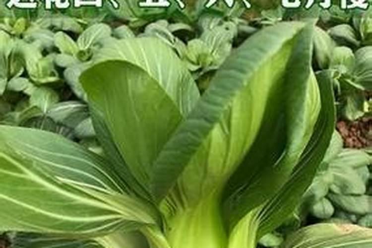 哪些蔬菜喜欢高磷肥