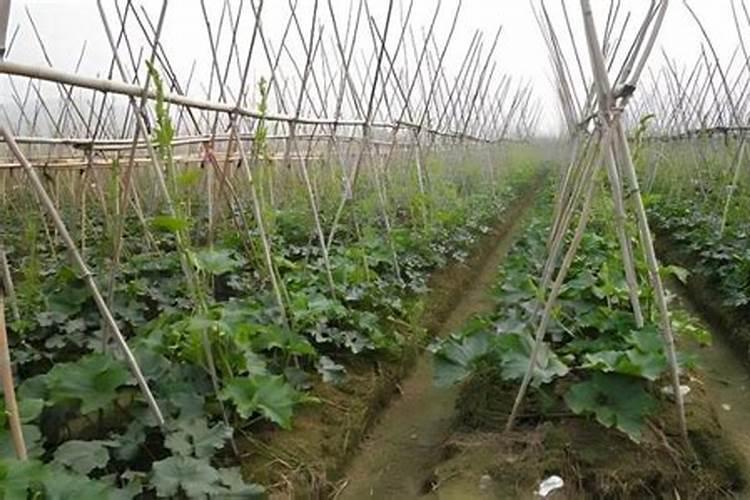 种冬瓜喜欢什么肥 冬瓜的施肥方法
