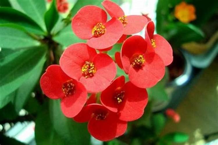 竹节海棠施什么肥最好