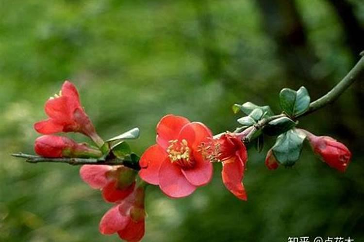 竹节海棠施什么肥最好