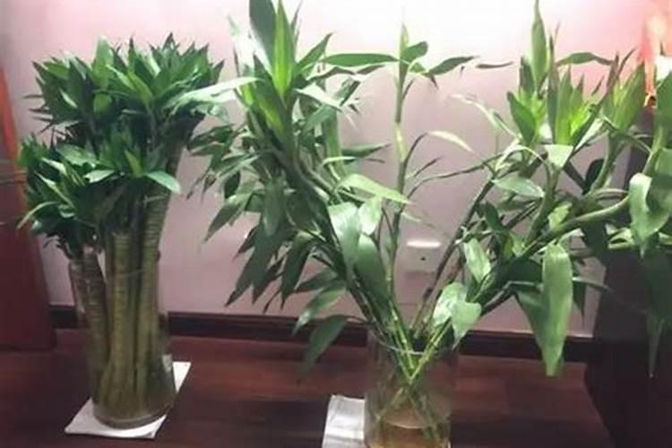 竹节海棠花需要什么肥