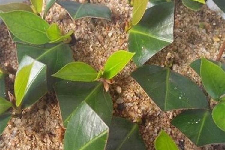 茶花可以施复合肥吗 什么时候施肥合适