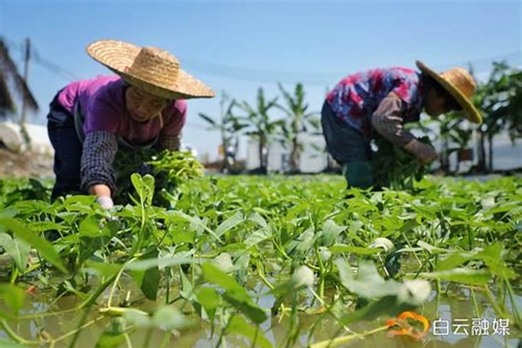 空心菜一般什么时间种植？附无土栽培技术要点