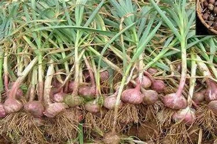 有哪些措施能提高大蒜的含硒量？你知道吗？