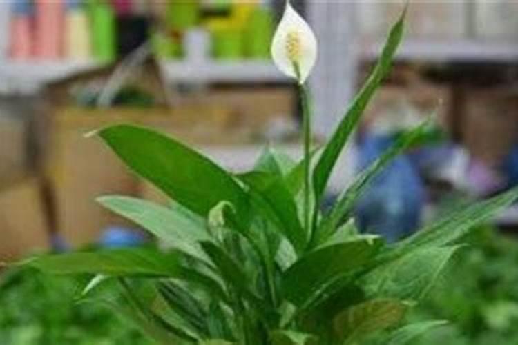 白掌适合哪些自制肥料