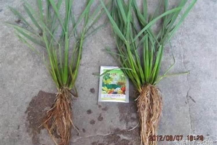 芸苔素内酯水稻使用量