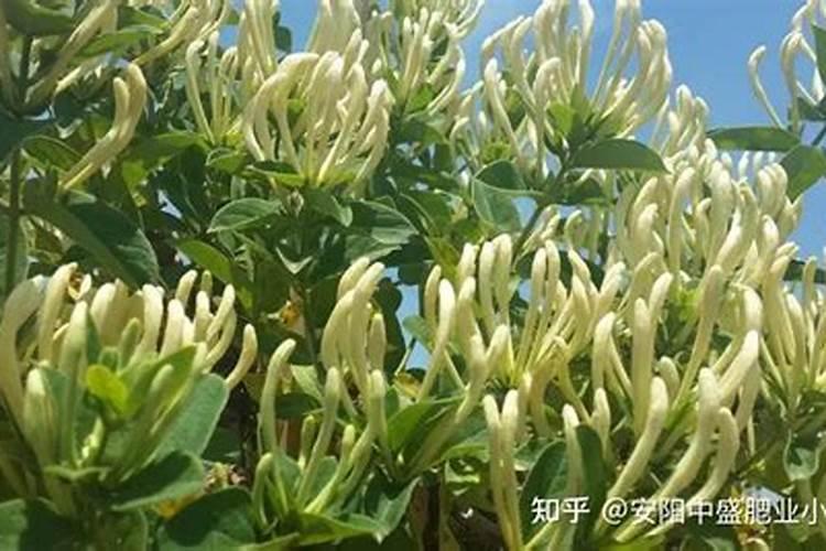 榄仁叶怎么用