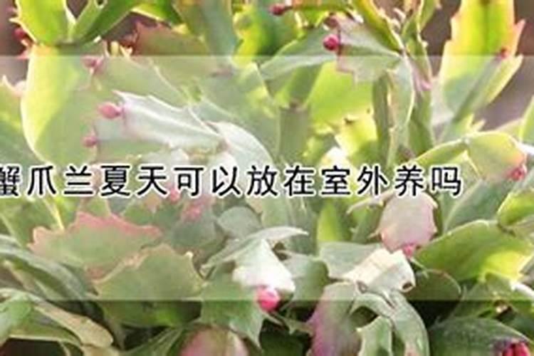 蟹爪兰用叶面肥喷施能行吗