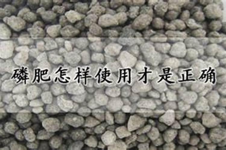 磷肥可以直接撒在根部吗