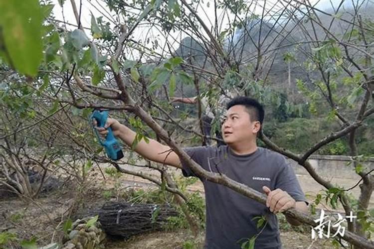 李子树施什么肥好