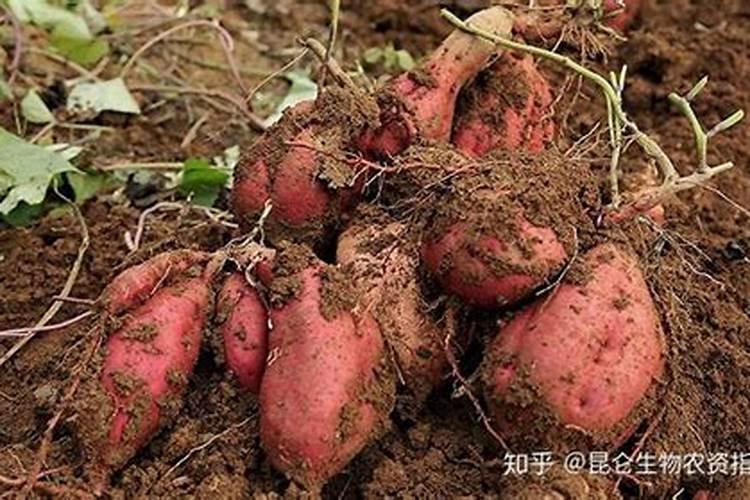 红薯喷含硼和钙的叶面肥行吗？