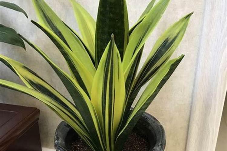 高温天气该如何养护虎皮兰