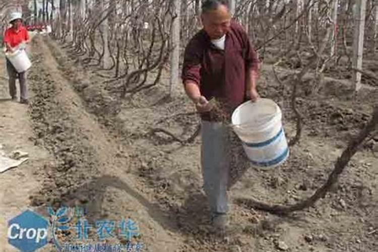 点豆肥料是什么公司啊