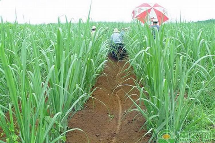 甘蔗几月份停止施肥