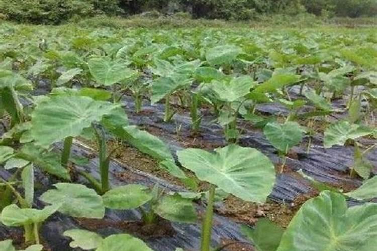 魔芋用什么肥料最好