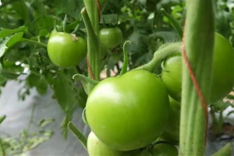 西瓜施什么肥料最甜