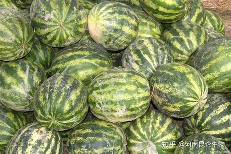 西瓜膨大期可以冲施3个15芭田布衣皇后吗