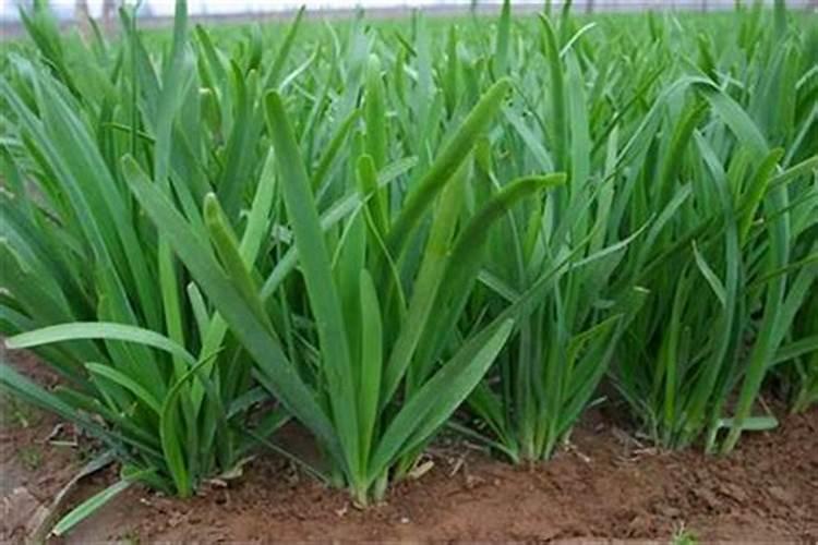 栀子花开花了要施肥吗