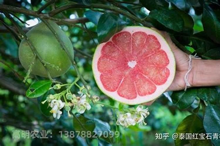 泰国青柚的种植技术