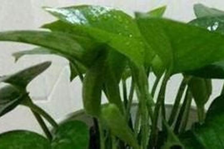 怎样给绿萝施肥浇水？