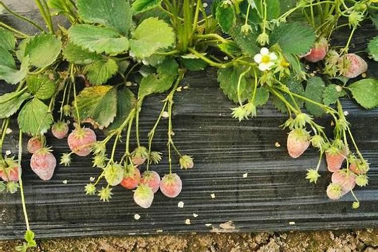 草莓开花期注意什么