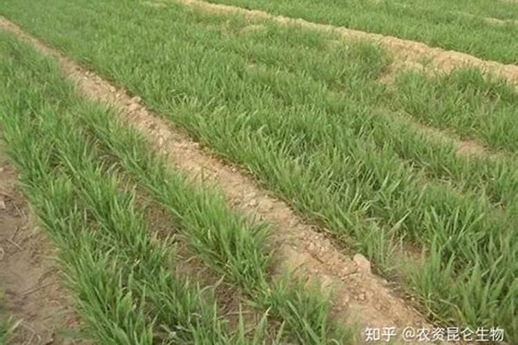 含腐殖酸的肥料有什么作用？