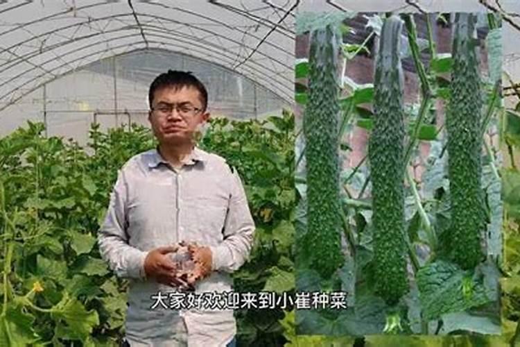 黄瓜第一个瓜必须摘吗 黄瓜怎样保果