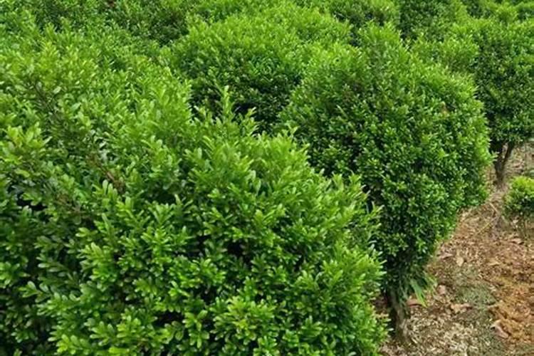 怎样种植小叶黄杨
