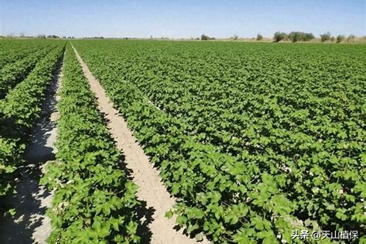 种棉花需要什么肥料、化肥