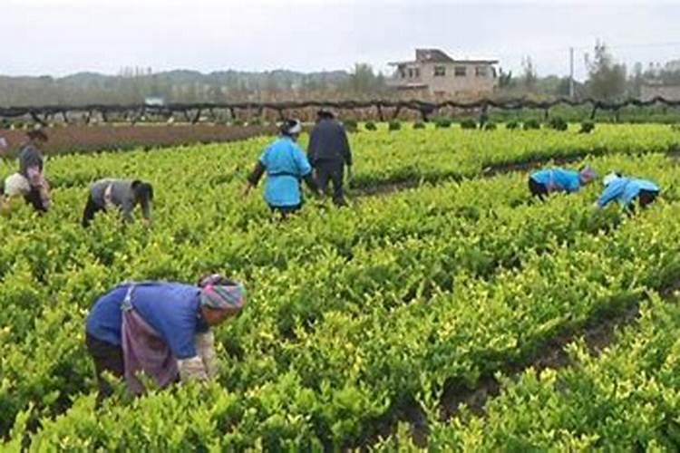 冬季观果植物都有哪些