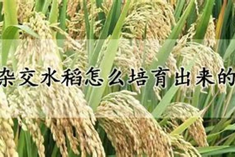 水稻叶面肥什么时候施最好水稻叶施肥注意事项
