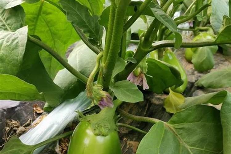 蔬菜怎样施用锌肥？