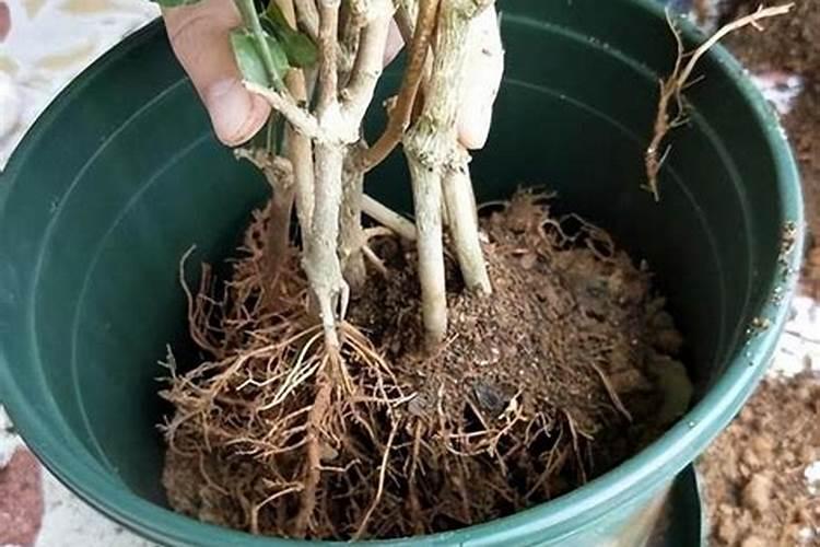 茉莉花一般施什么肥料好