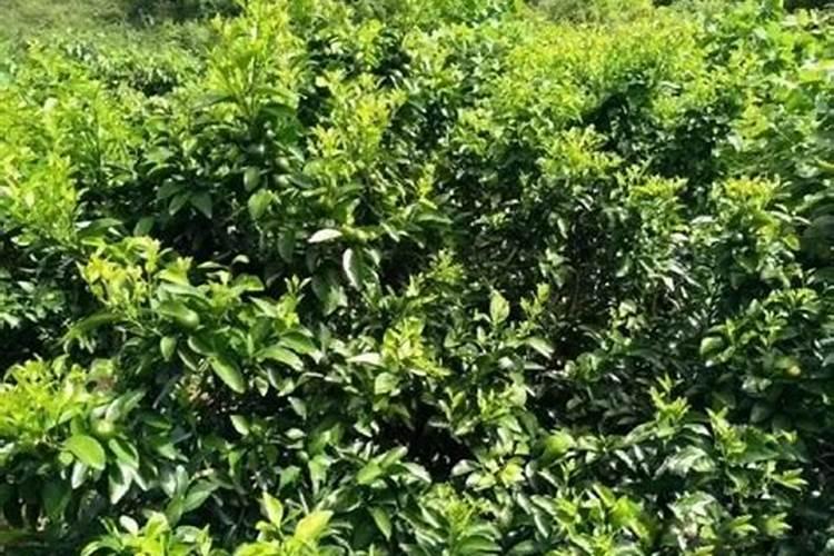 柑橘秋梢肥应该怎么施？