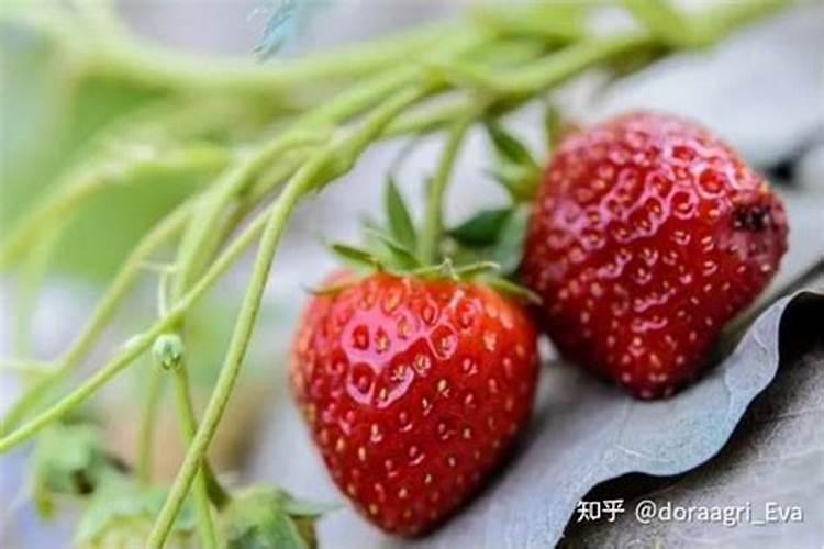 种草莓施什么肥才甜