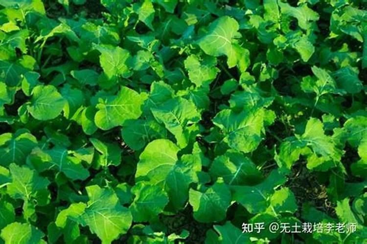 [油菜缺硼的症状、原因及防治对策] 油菜缺硼症状