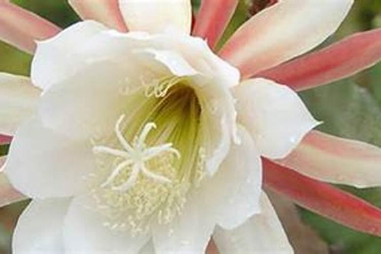 令箭荷花什么季节施肥最好