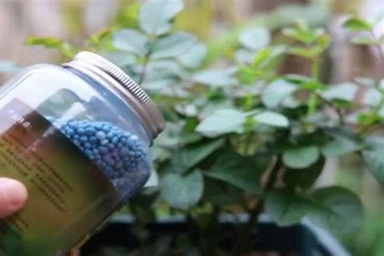 茶花什么时候施肥,茶花施肥用什么肥料(图)