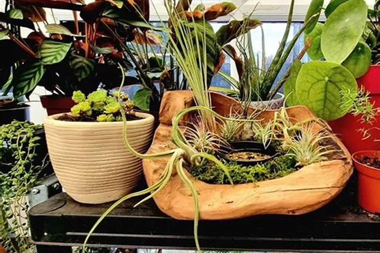 空气凤梨快死了!怎么救？