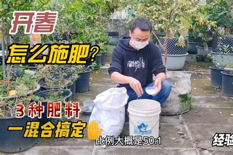 桃树小叶病用什么药可以治(桃树小叶病防治方法)