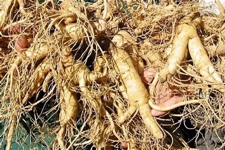 西洋参施肥应注意哪些问题？