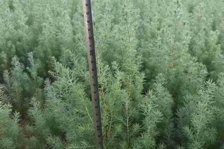油枯的使用方法