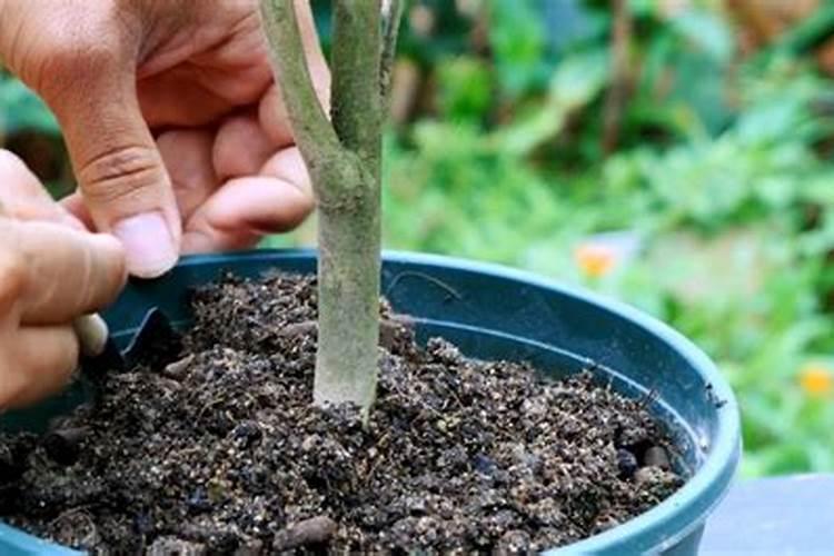 茶花最忌三种肥料