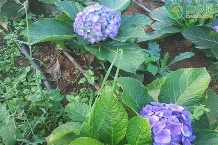 绣球花开花过后养护方法很重要,做好后来年开花更多,如何养呢？