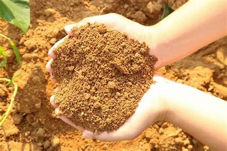 棕壤土种植生姜宜施用什么化肥？
