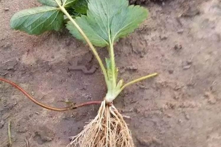 草莓各个时期的施肥方案,什么时候冲高磷肥