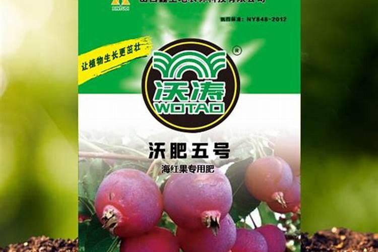 家庭院种冬红果好吗？