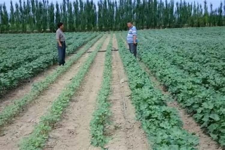 菠菜怎么施肥长得快(种植菠菜需要什么肥料)