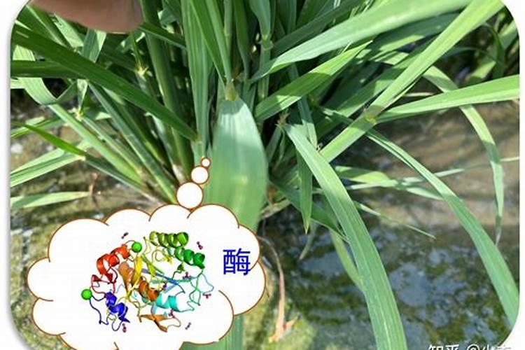 奇楠沉香树苗种植多久才能结香？